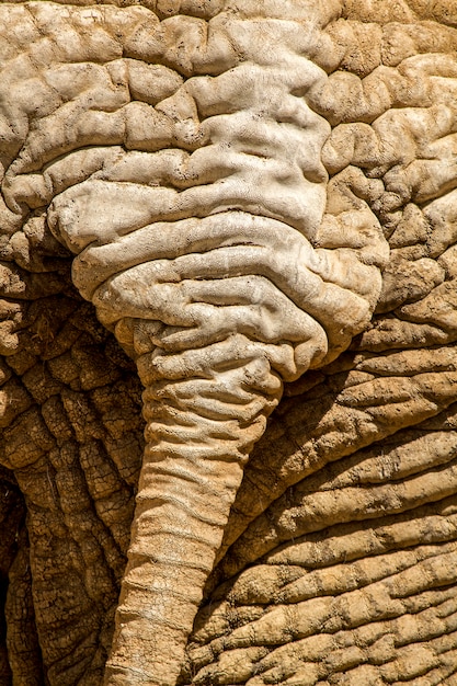 아프리카 코끼리의 피부 질감의 뷰를 닫습니다.