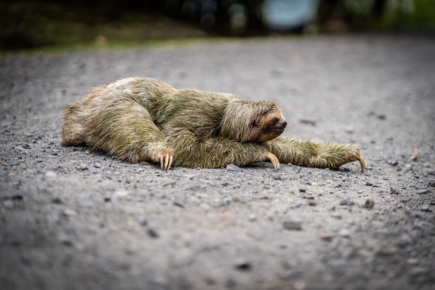 Close-up view of a sloth crossing a tropical path. Wildlife in Costa Rica