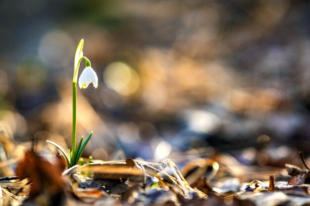 Photo close up view of small fresh snowdrops flowers growing among dry leaves in forest.