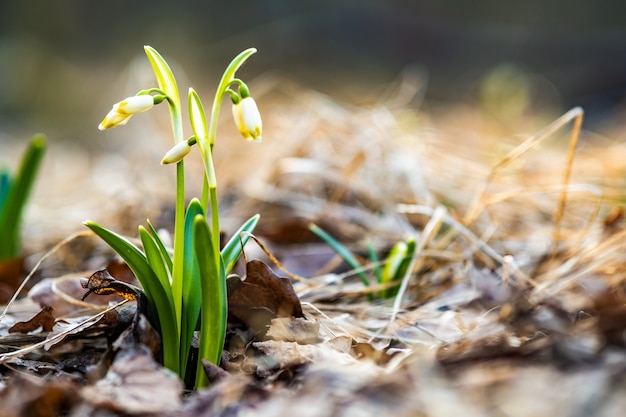 Close up view of small fresh snowdrops flowers growing among dry leaves in forest.