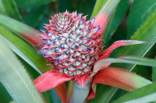 Close-up view of a small pineapple fruit growing in bushes