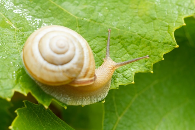 Photo close-up view of snail on green leaf.