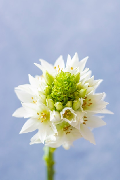 A close up view of a Star of Bethlehem flower