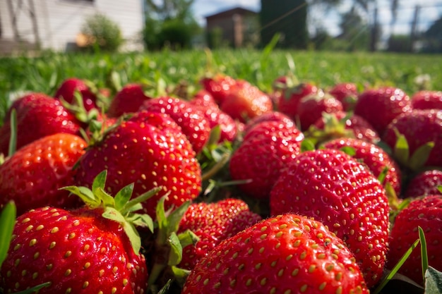 Close up view of strawberry harvest lying on green grass in garden The concept of healthy food vitamins agriculture market strawberry sale