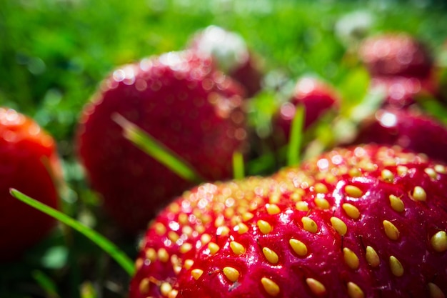 Close up view of strawberry harvest lying on green grass in garden The concept of healthy food vitamins agriculture market strawberry sale