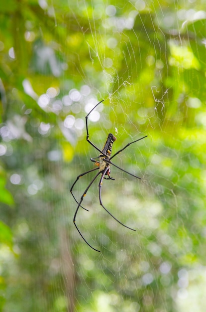 Close up view of the strings of a spiders and web