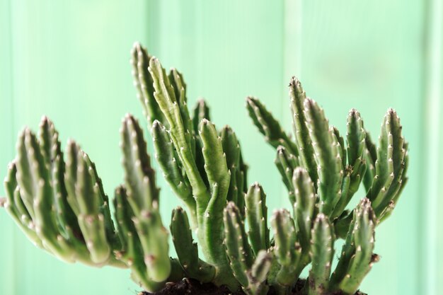 Close up view of a succulent