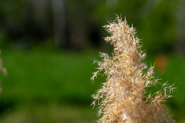 Close up view of sugar cane flower