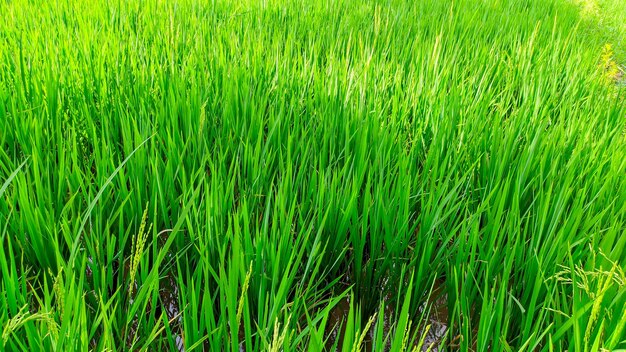 Close up view of super green and fresh rice plants in Indonesian rice fields