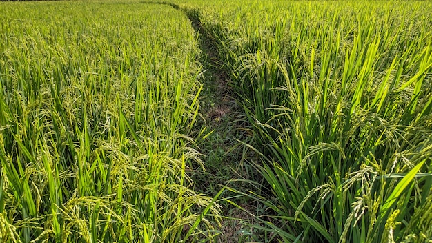 Close up view of super green and fresh rice plants in Indonesian rice fields