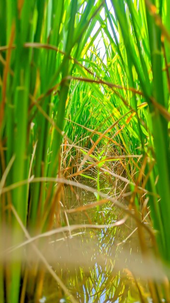 Close up view of super green and fresh rice plants in Indonesian rice fields