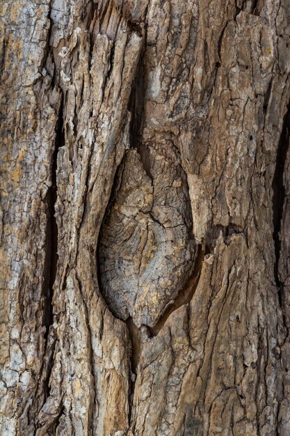 Photo close up view texture of tree trunk