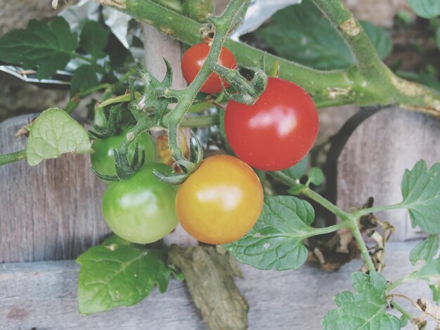 Photo close-up view of tomatoes