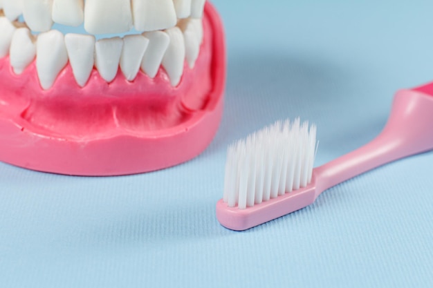 Close-up view of a toothbrush and a human jaw layout on the background.