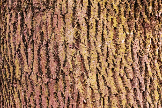 Photo close up view of tree bark covered with moss