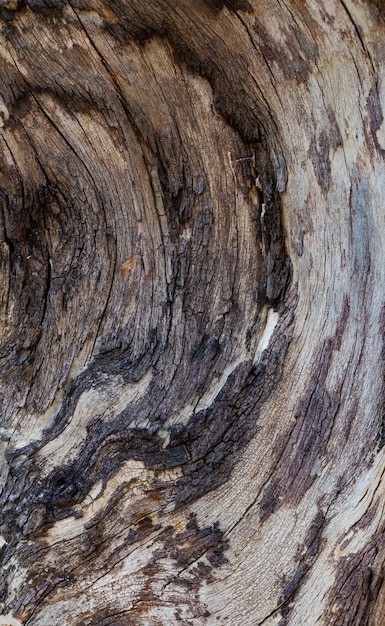 Close-up view of tree bark