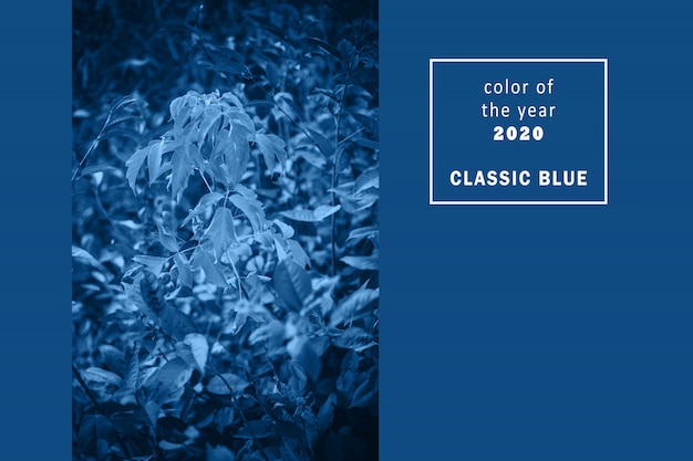 Close-up view of tree branches in trendy classic blue color. Copy space. 