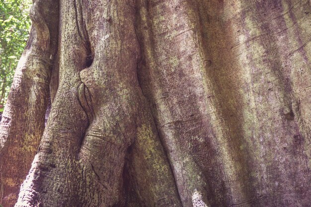 Close up view of the trunk of a giant old tree