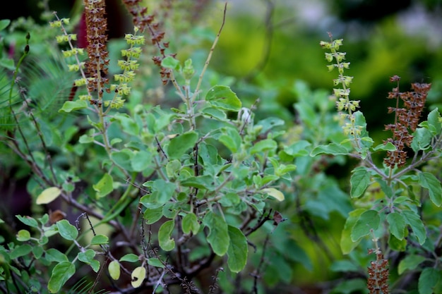 Close-up view of the tulsi leaves.