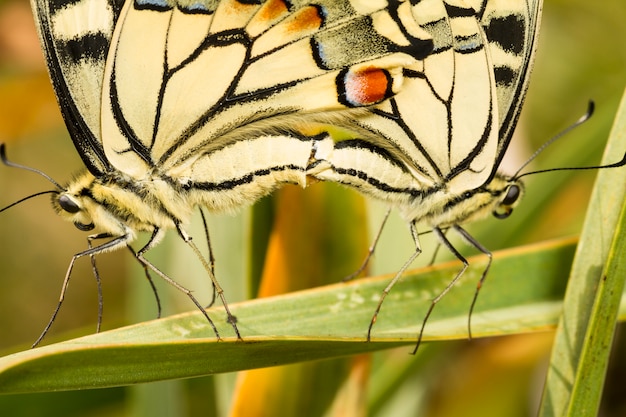 Close up view two beautiful Swallowtail (Papilio machaon) butterfly insects mating.