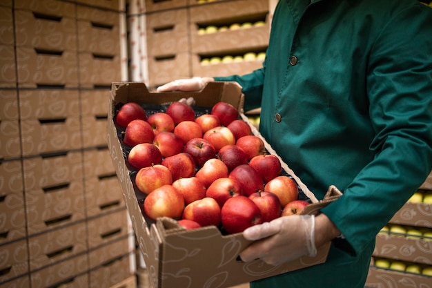 Close up view of unrecognizable worker holding crate full of red apples in organic food factory warehouse.