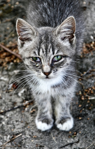 Vista ravvicinata di molto triste tabby kitten