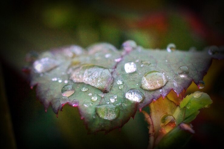 Photo close-up view of water drops on leaf
