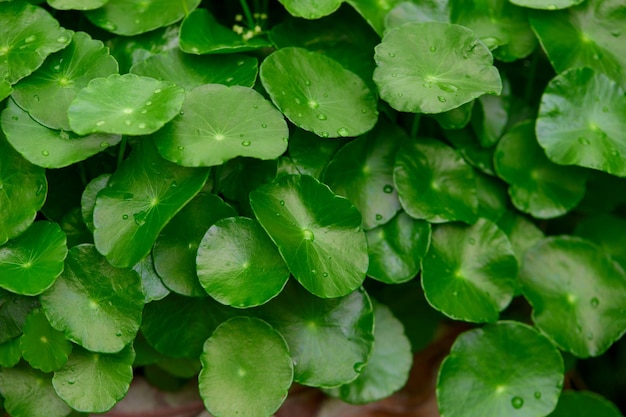 Photo close-up view of water pennywort leaf