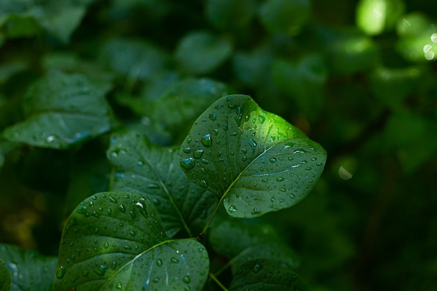 Close-up view of a wet green leaf of a lilac tree after a summer morning fresh rain