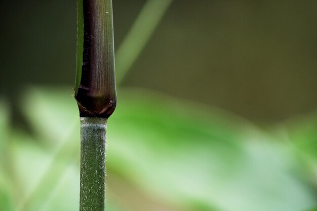 Close-up view of the wild plant stem.