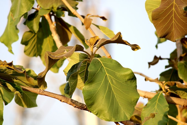 Close up view of the wild tree leaves
