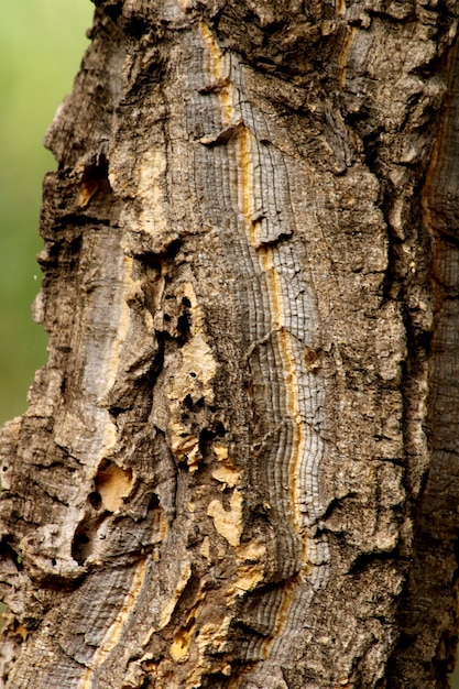 Photo close-up view of the wild tree stem.