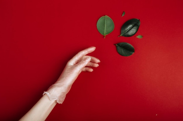 Close up view of woman hand is reaching the green leaf isolated on red background