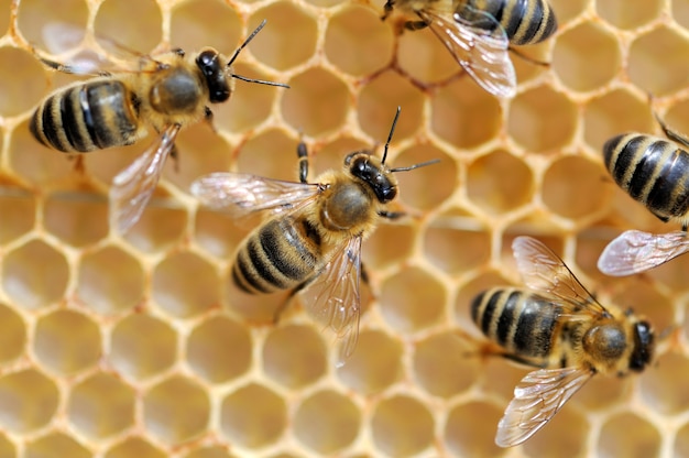 Крупным планом вид работающих пчел на сотах