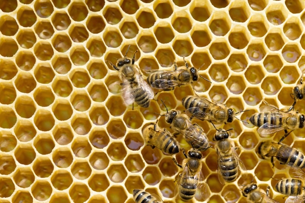 Крупным планом вид рабочих пчел на honeycells