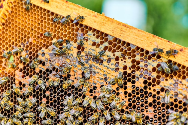 Close up view of the working bees on the honeycomb with sweet honey. Honey is beekeeping healthy produce.