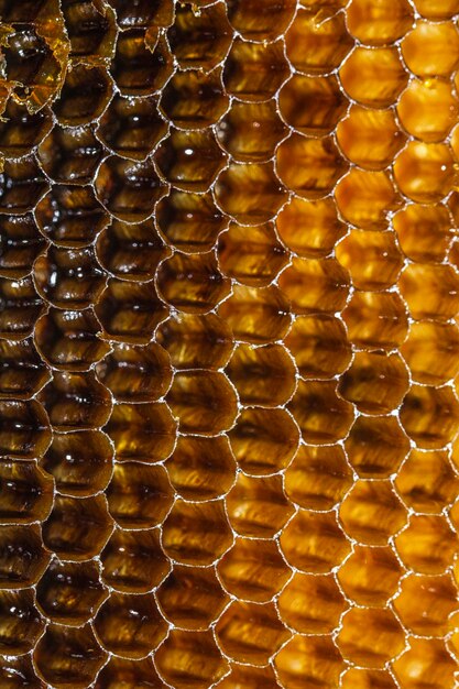 Close up view of yellow honeycomb with sweet honey