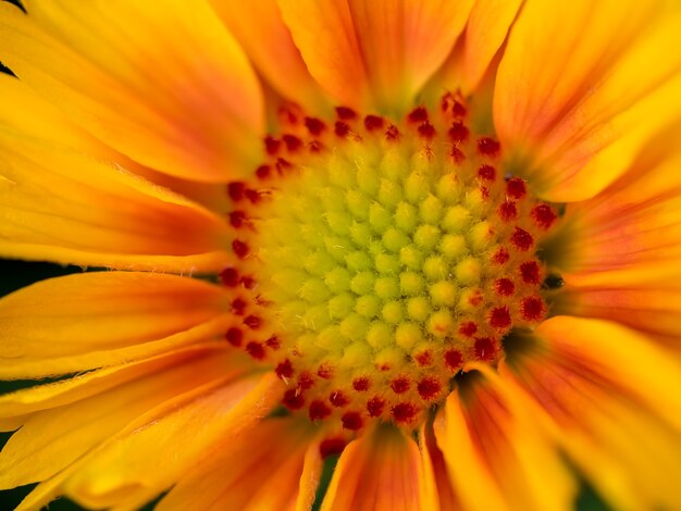 黄色とオレンジ色のガザニアの花の拡大図