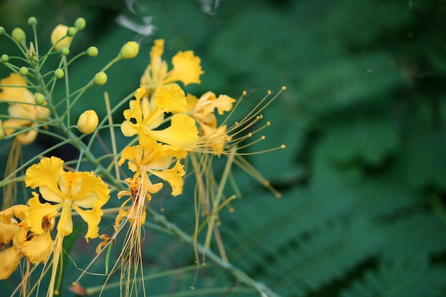 Close-up view of the yellow Peacock flowers.