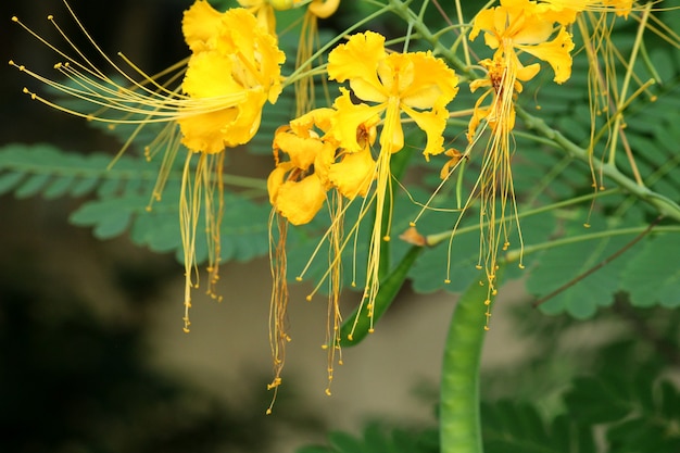 Close-up view of the yellow peacock flowers.