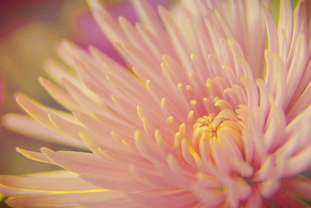 Photo close-up view of yellow and pink flower