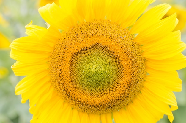 Close up view of the yellow sunflower, summer background