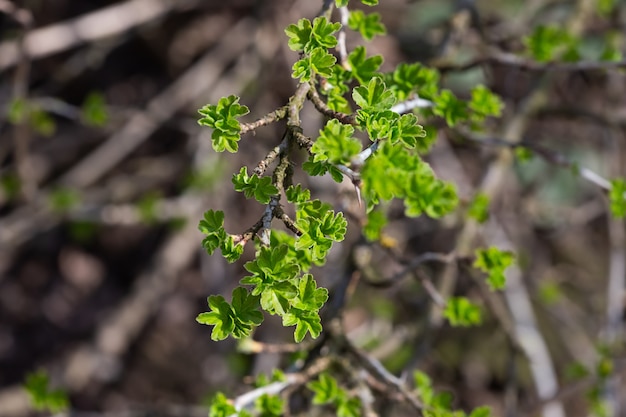 Close-up view of young leaves of black currant on blurred\
background with sun exposure horizontal format.photo of a reviving\
blossoming nature