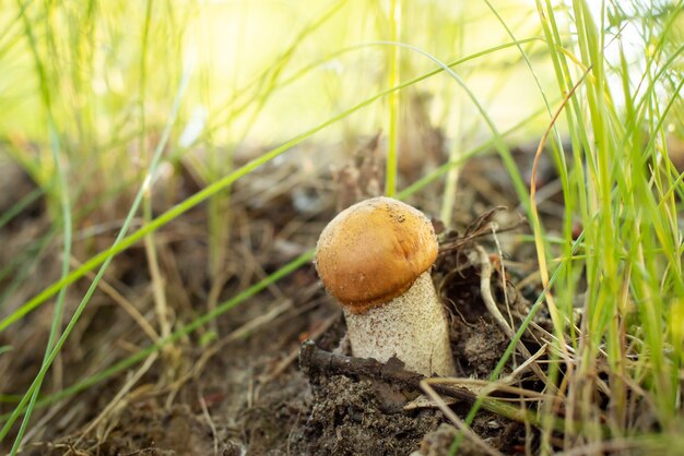 Close up view of young orange birch bolete