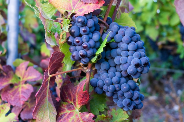 Close up vine grape in champagne vineyards at montagne de reims, Reims, France