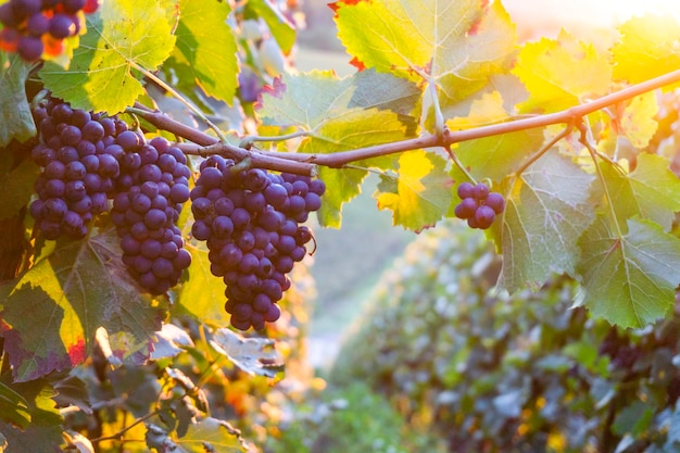 Close up vine grapes in champagne region in autumn harvest Reims France