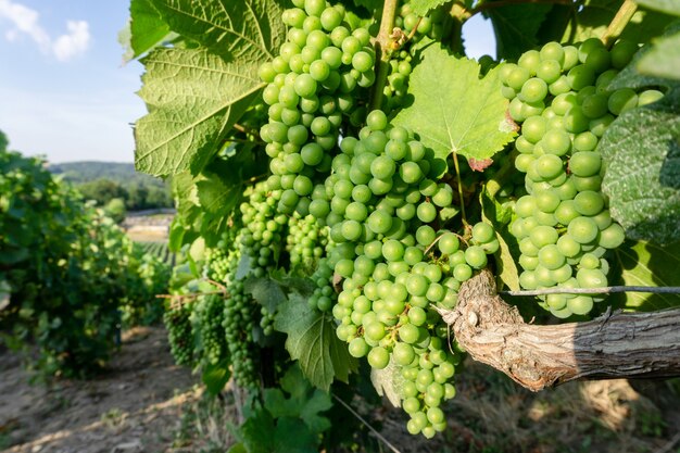 Close up vine green grape in champagne vineyards at montagne de reims countryside village background, Reims, France