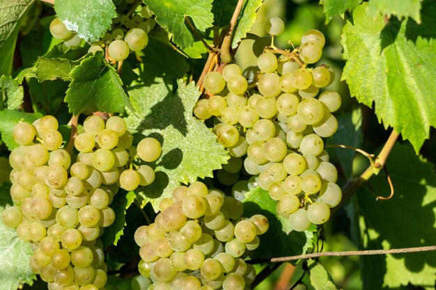 Chiuda sull'uva verde della vite nei vigneti dello champagne a montagne de reims, reims, francia