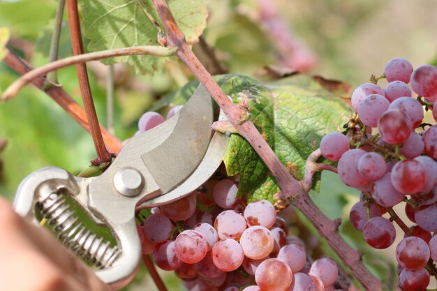 Close-up of vine  tree