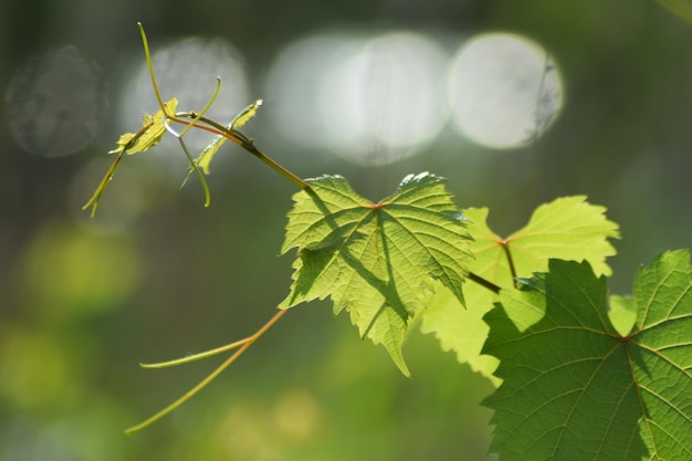 Close-up of  vineyard leaves